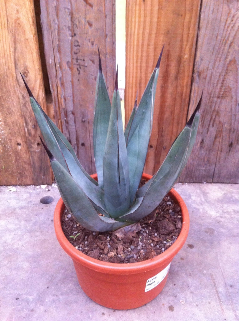 Pianta di Agave Nigra in vaso 30 cm – Pianta succulenta ornamentale resistente
