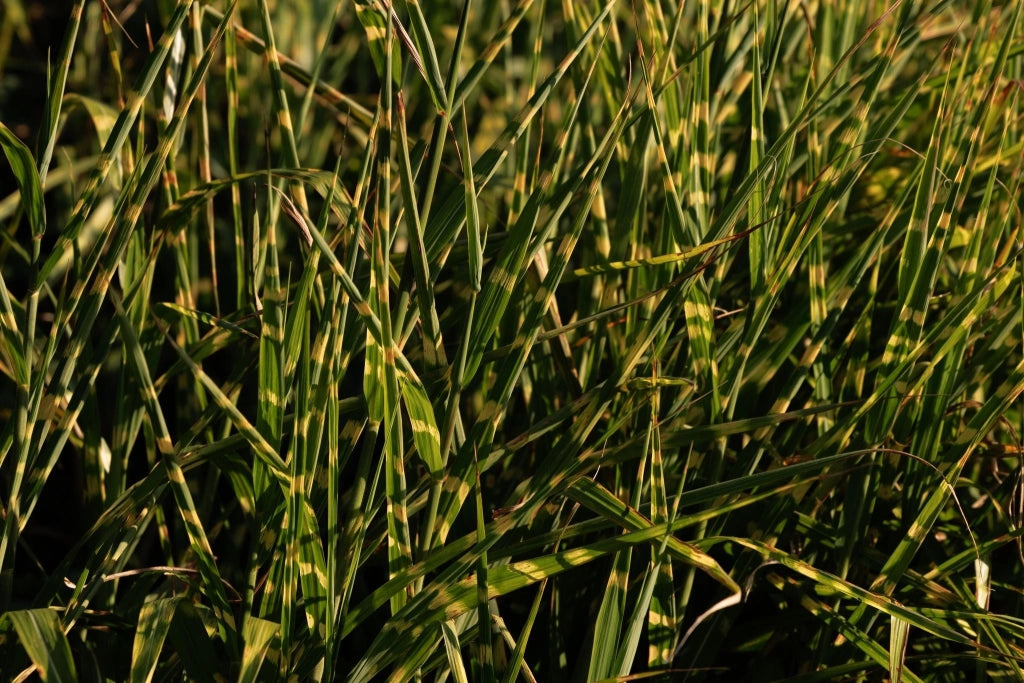 MISCANTHUS LADY RED (EULALIA) VASO 24
