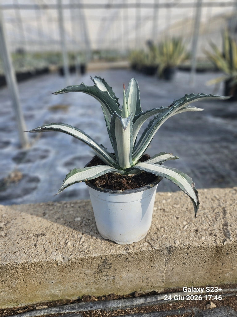 AGAVE AMERICANA MEDIOPICTA ALBA VASO 17