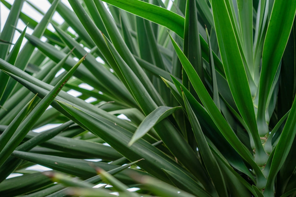 YUCCA FILAMENTOSA COLOR GUARD VASO 24
