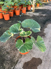 FARFUGIUM JAPONICUM (LIGULARIA) VARIEGATO VASO 24