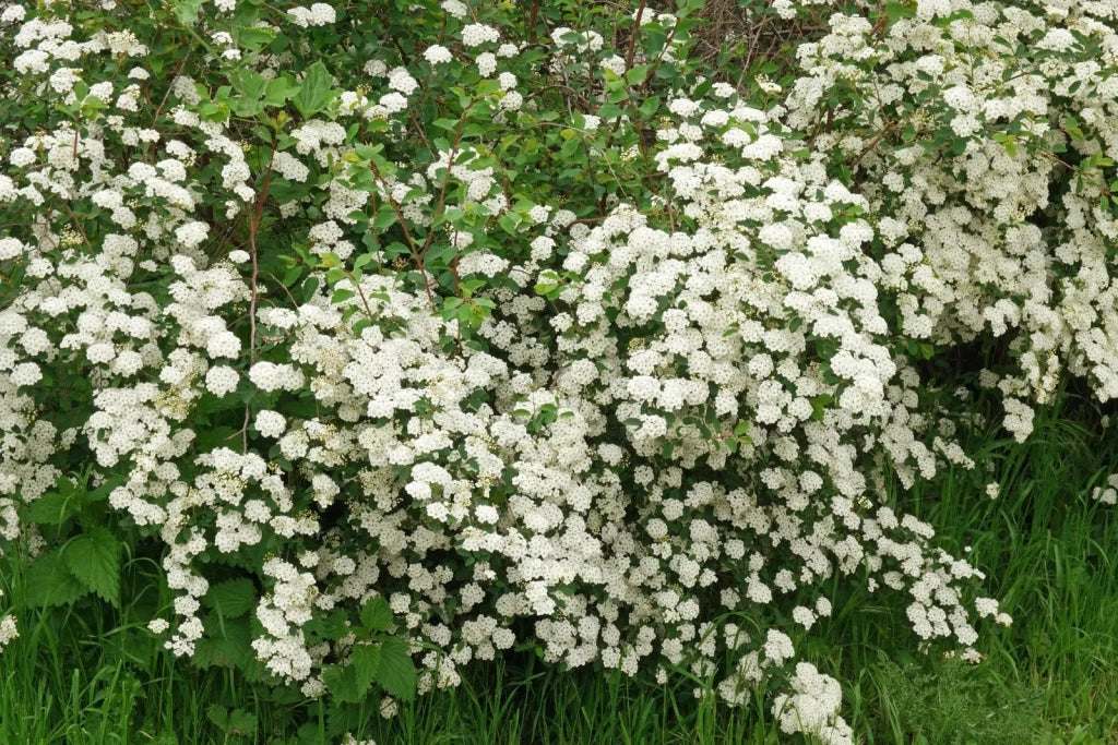 Gardenaria Spirea - Spiraea × arguta - Arbusto ornamentale da giardino Altezza: 50/70 cm (vaso19)