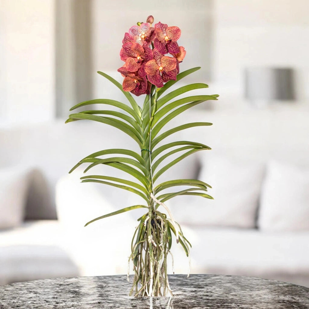 Gardenaria Vanda 'Leopard Coral' - Pianta da interno ornamentale Altezza: 80 cm (vaso 15)