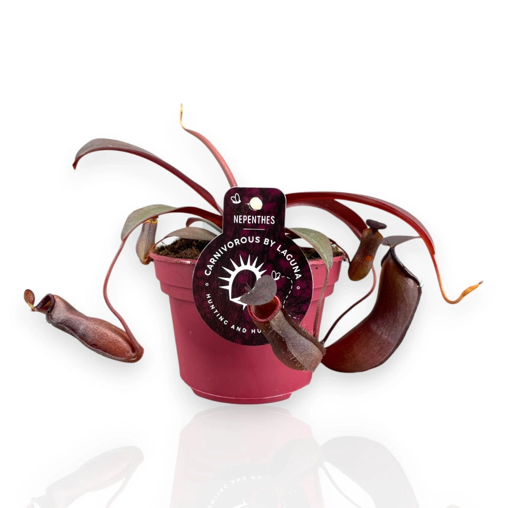 Gardenaria Nepenthes 'Rebecca' - Pianta da interno ornamentale Altezza: 17 cm (vaso 12)