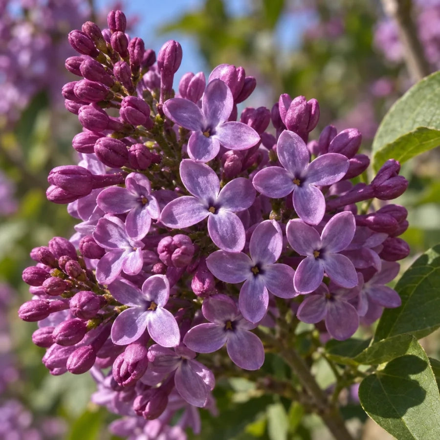 Pianta di Lilla' Syringa Meyeri Flowerfesta Purple in vaso 18 cm AMDGarden