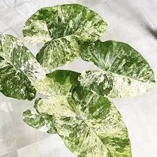 Alocasia Macrorrhiza Splash Vaso 24 – Pianta tropicale variegata