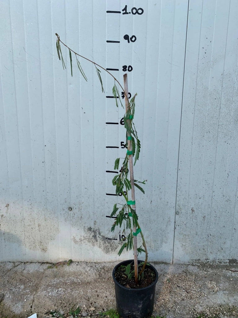 pianta di acacia senstitiva, mimosa pudica, mimosa sensitiva foto reali H 70cm