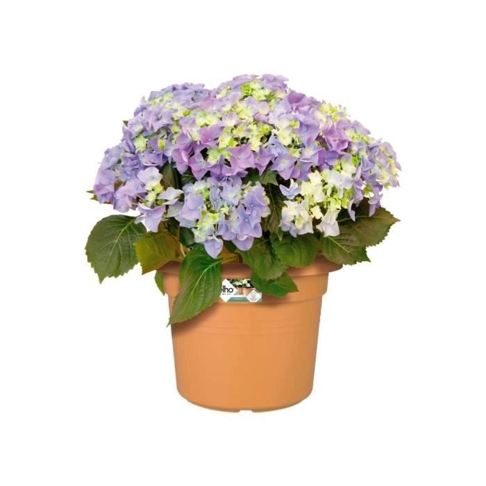 Nozioni di base verde rotonda pentola - plastica - 40 - terracotta morbida