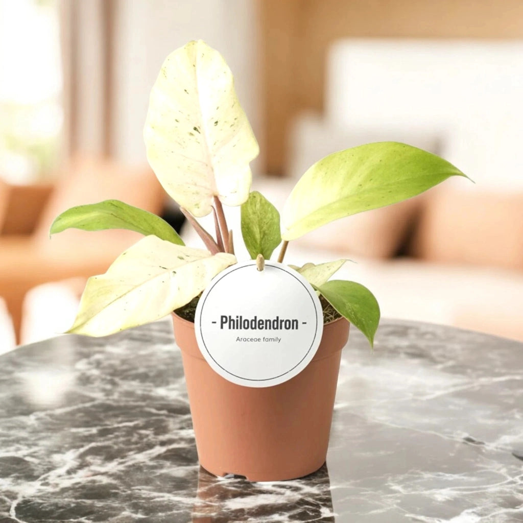 Gardenaria Philodendron 'Snowdrift' - Pianta da interno ornamentale Altezza: 30 cm (vaso 12)