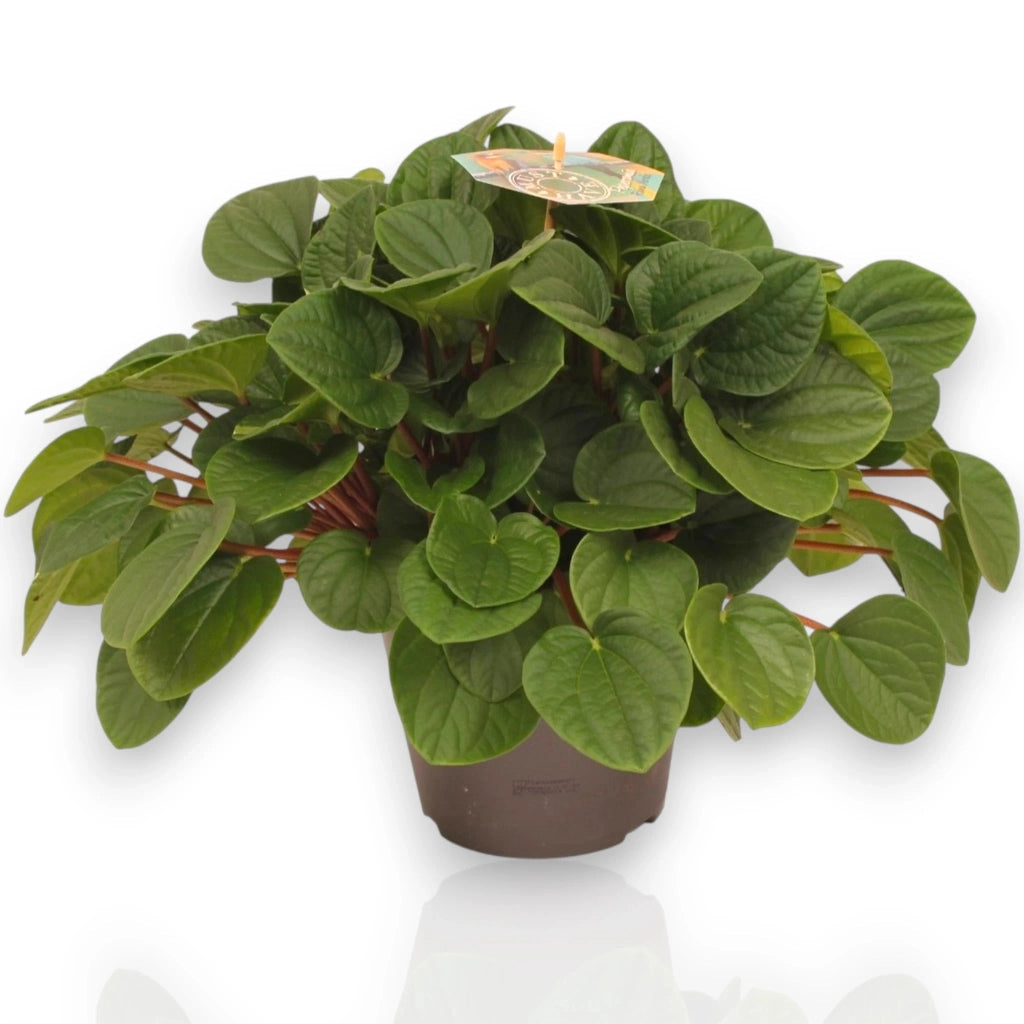 Gardenaria Peperomia albovittata 'Rana verde' - Pianta da interno ornamentale Altezza: 15 cm (vaso 11)