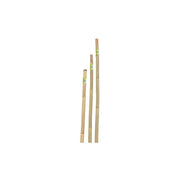 CANNA IN BAMBOO D.22-24 H.210