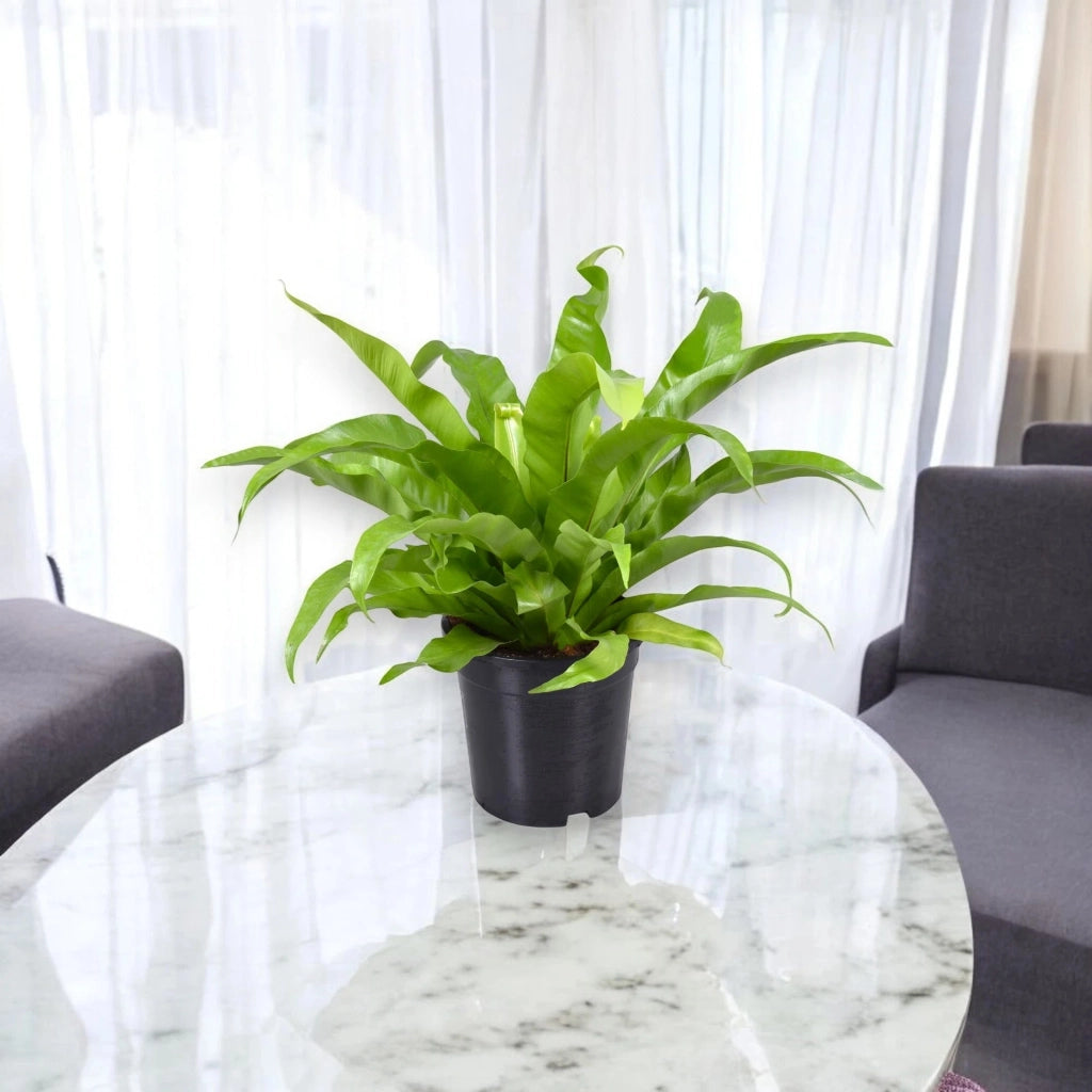 Gardenaria Asplenium antiquum - Pianta da interno ornamentale Altezza: 25 cm (vaso 12)