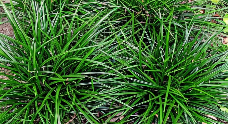Gardenaria Carex morrowii 'Irish Green' - Graminacea ornamentale da esterno Altezza: 40 cm (vaso 17)