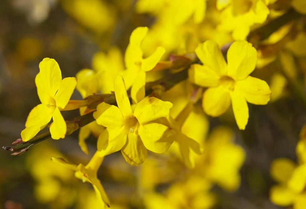 Gardenaria Jasminum nudiflorum - Arbusto ornamentale da giardino Altezza: 40/60 cm (vaso19)