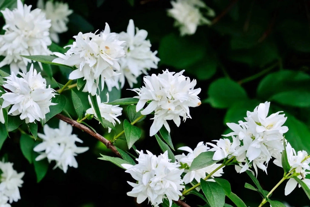 Gardenaria Filadelfo - Philadelphus coronarius 'Virginalis' - Arbusto ornamentale da giardino Altezza: 40/60 cm (vaso19)