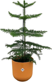 Offerta combinata - Araucaria (ciminiere da camera) inclusa elho Jazz Round Amber Yellow Ø19 - 60 cm