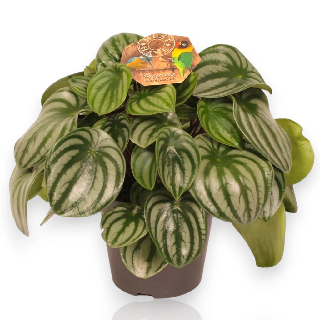 Gardenaria Peperomia argyreia - Pianta da interno ornamentale Altezza: 20 cm (vaso 12)