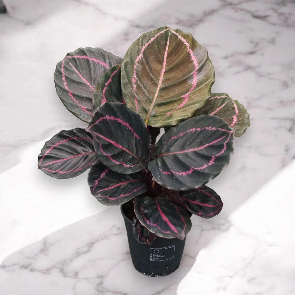 Gardenaria Calathea roseopicta 'Dottie' - Pianta da interno ornamentale Altezza: 35 cm (vaso 12)