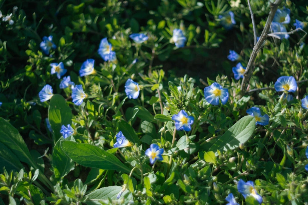 CONVOLVULUS MAURITANICUS (VILUCCHIO AZZURRO) BLU VASO 18