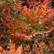 Gardenaria Nandina domestica 'Moon Bay' - Arbusto ornamentale da giardino Altezza: 40/60 cm (vaso19)