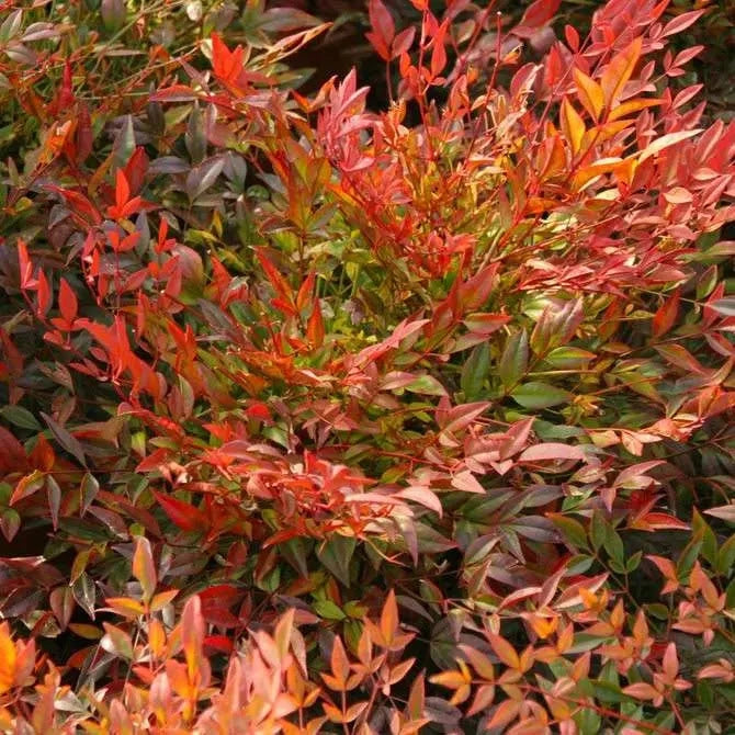 Gardenaria Nandina domestica 'Moon Bay' - Arbusto ornamentale da giardino Altezza: 40/60 cm (vaso19)