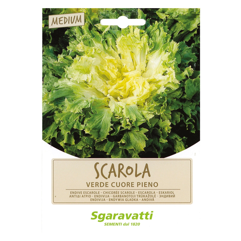 SEMI PER ORTAGGI E VEGETALI scarola verde cuore pieno- 20 pezzi  - SGARAVATTI