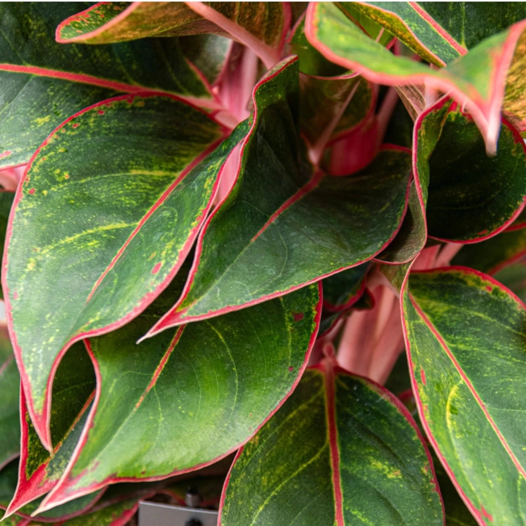 Gardenaria Aglaonema 'Jungle Red' - Pianta da interno ornamentale Altezza: 50 cm (vaso 12)