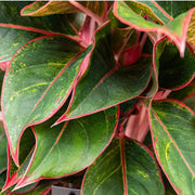 Gardenaria Aglaonema 'Jungle Red' - Pianta da interno ornamentale Altezza: 50 cm (vaso 12)