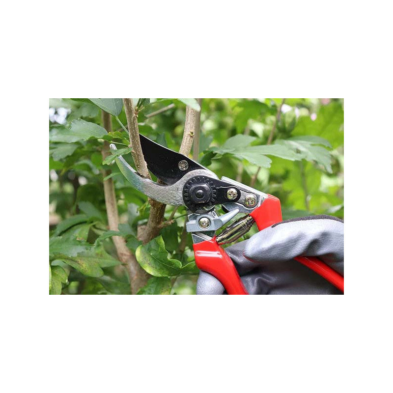 Forbice da Pota Professionale 20 cm Brixo