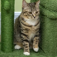 Tiragraffi per Gatti con Lettino, Casetta e Palo in Sisal a Forma di Cactus, 68x30x67cm, Verde