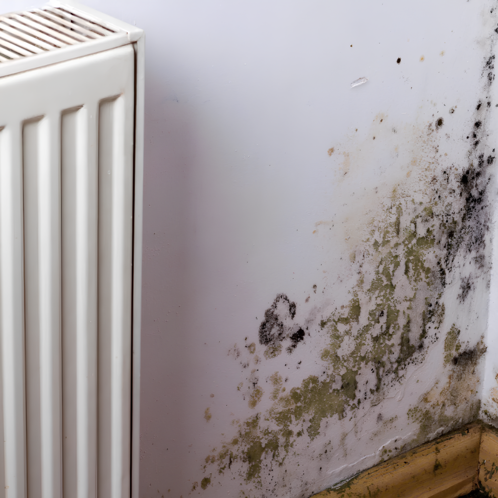 Fissativo bonificante sanificante biofix barriera protettiva antimuffa antialga *** formato 5 lt, confezione 1