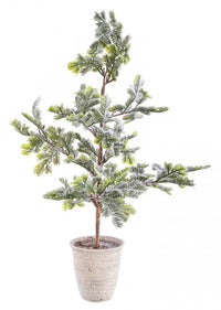 2x Pino Iceberg Innevato C