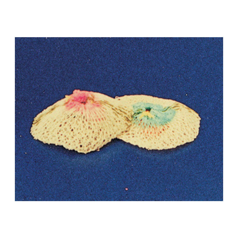 Lampada a gas ricambio 100/200 W, 2 pz