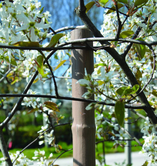 Canna in plastica 27mm lunghezza 210 cm per tutore e guida piante