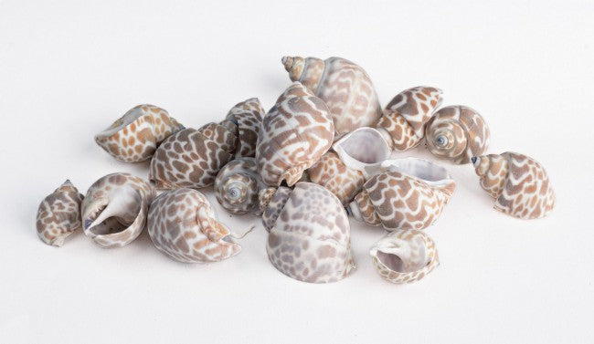 4x Bottiglia conchiglie rope D.10x19.5h