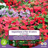 Semi Di Impatiens O Fior Di Vetro In Miscuglio