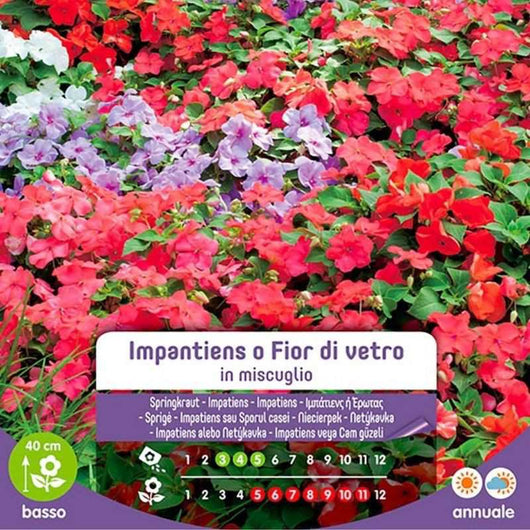 Semi Di Impatiens O Fior Di Vetro In Miscuglio