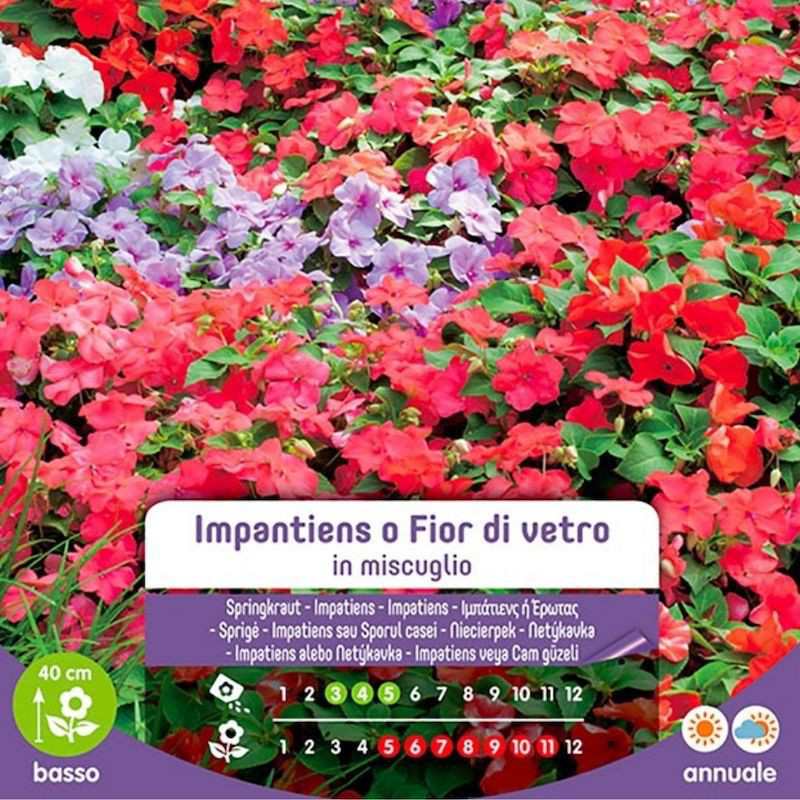 Semi Di Impatiens O Fior Di Vetro In Miscuglio