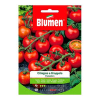 Semi Pomodoro Ciliegino Di Pachino A Grappolo