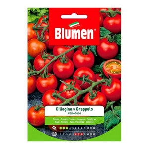 Semi Pomodoro Ciliegino Di Pachino A Grappolo