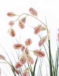 4x Pianta grevillea rosa D.70x100h in plastica