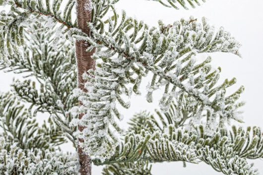 2x Pino Peralba Innevato H85
