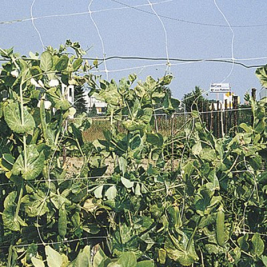 Rete per rampicanti RAMPY 1.2x100 cm