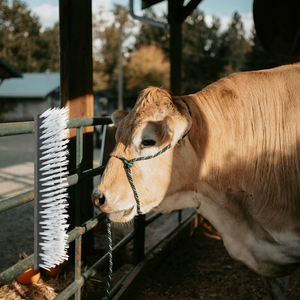 Spazzole per Bovini da Muro 50x10x6.5 cm