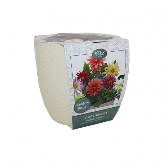 Kit Coltivazione Fiori di Dalia "Starlight", con vaso in ceramica, terriccio e semi
