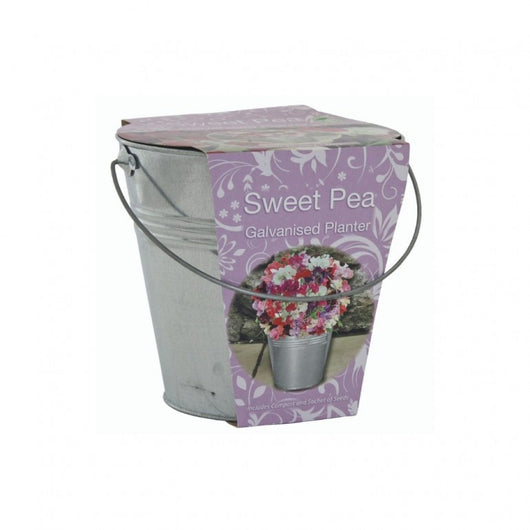 Kit Coltivazione Fiori di Lathyrus Odoratus, con vaso in metallo, terriccio e semi