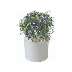 Kit Coltivazione Fiori di Lobelia, con vaso in metallo, terriccio e semi