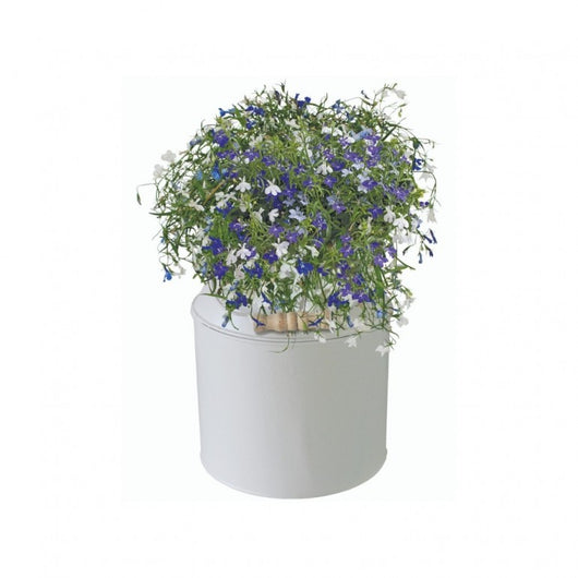 Kit Coltivazione Fiori di Lobelia, con vaso in metallo, terriccio e semi