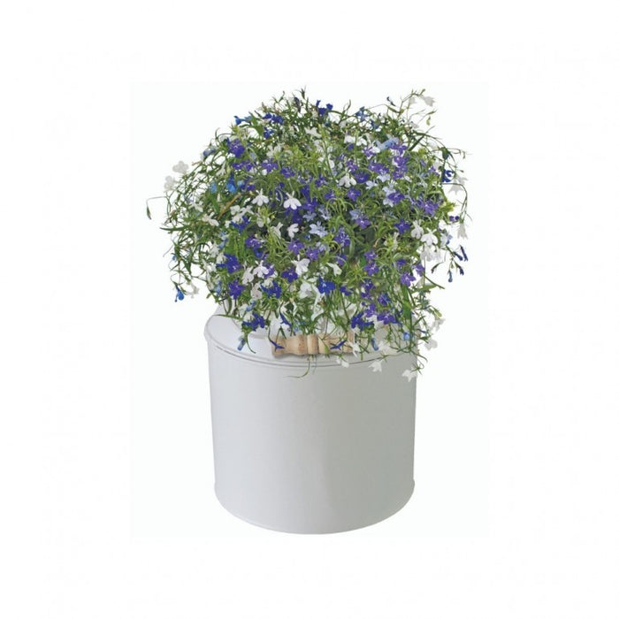 Kit Coltivazione Fiori di Lobelia, con vaso in metallo, terriccio e semi