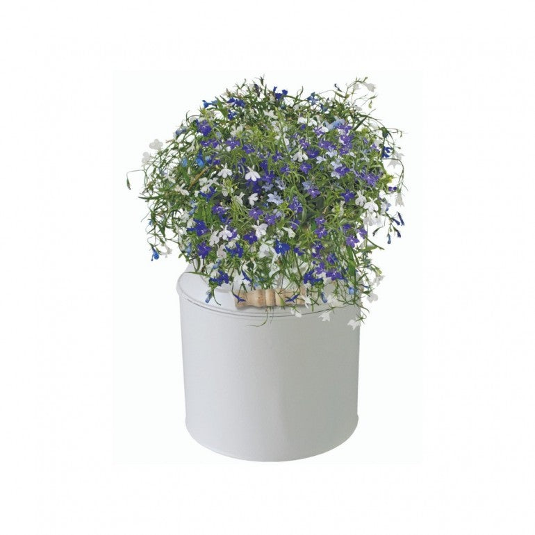 Kit Coltivazione Fiori di Lobelia, con vaso in metallo, terriccio e semi